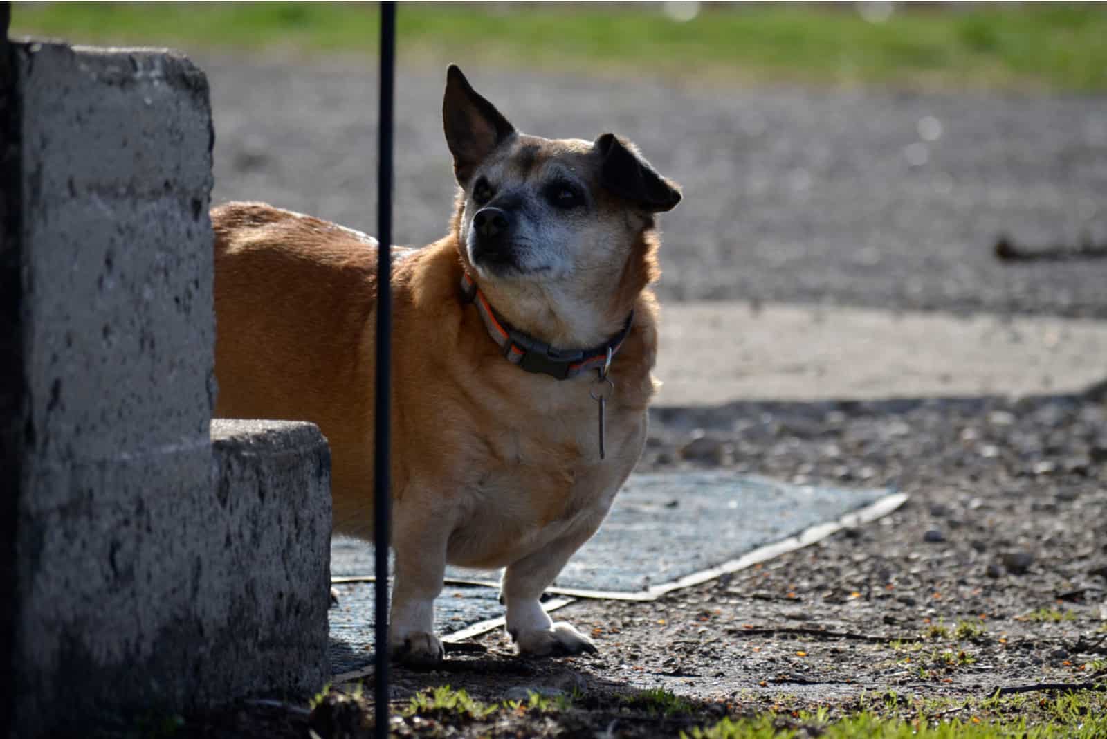 Dorgi with one ear up and one down standing beside steps