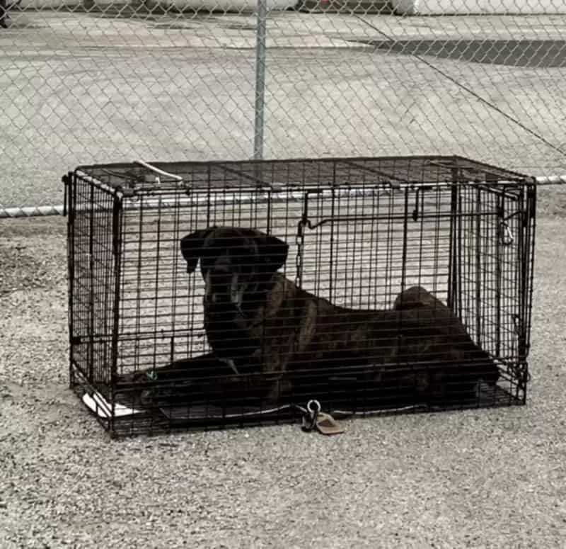 dottie in a cage