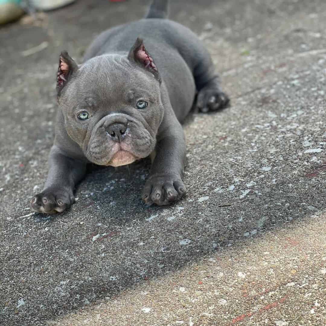 Double L Kennels lies on the asphalt