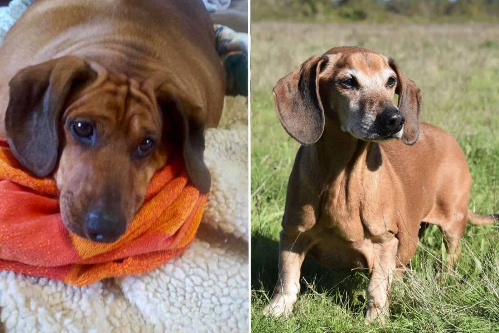 doxie dog before and after weight loss