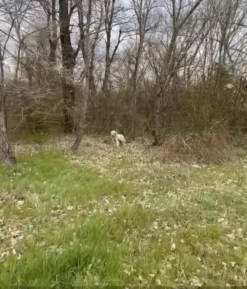 dog running away