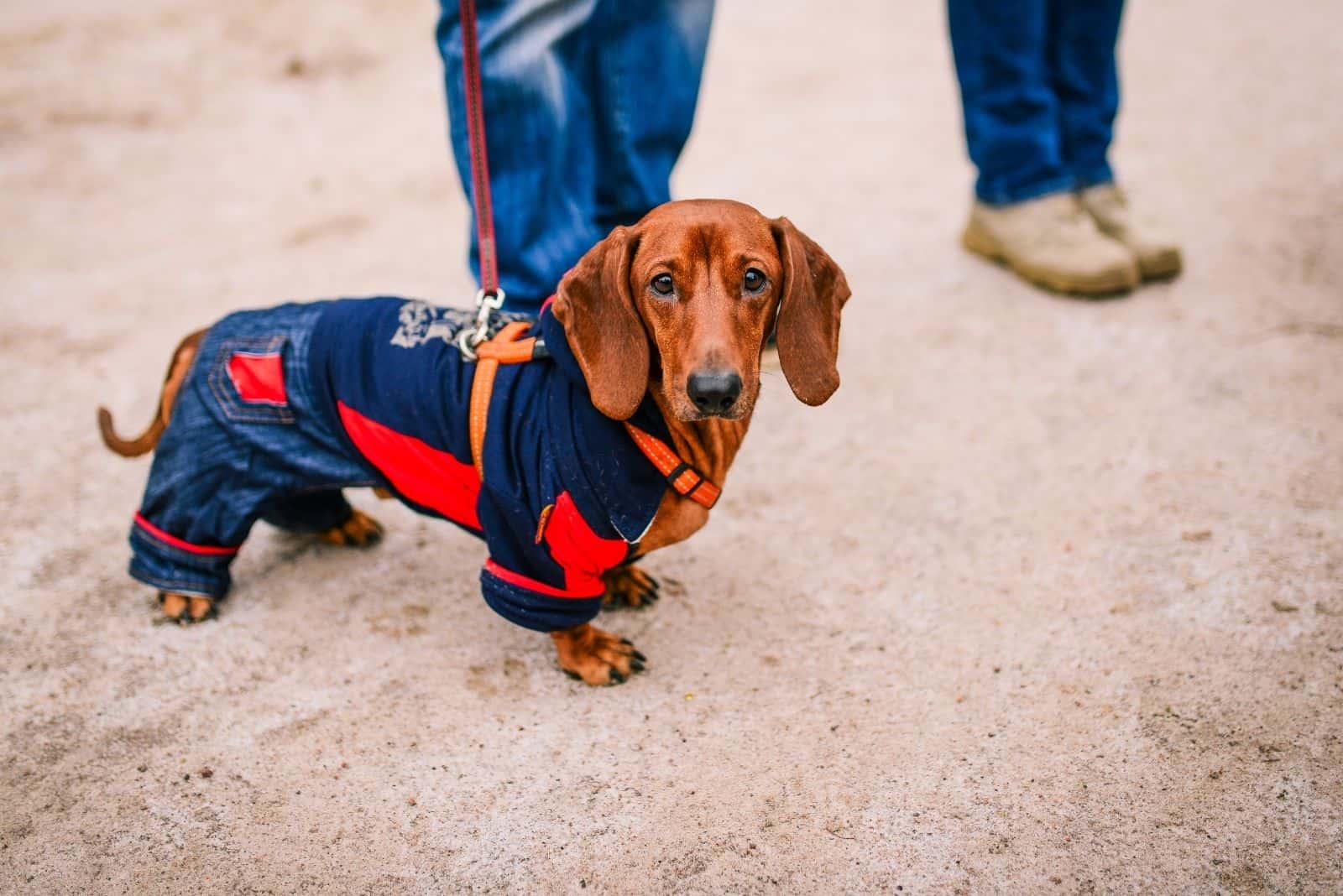 dressed brown dachshund standing near two persons outdoors