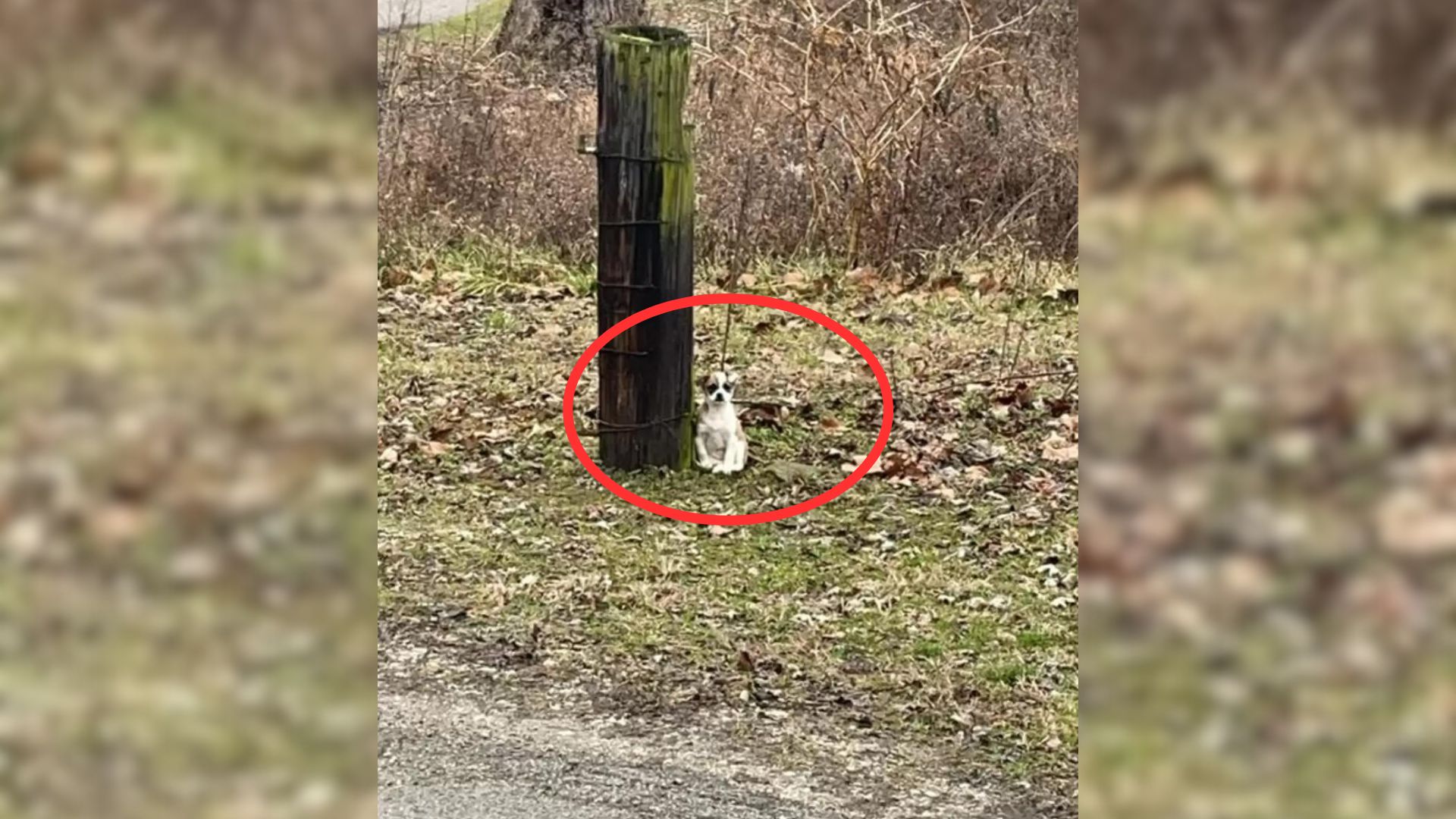 Sweet Puppy Was Tied To A Tree For Long Time Until A Kind Man Came To Help