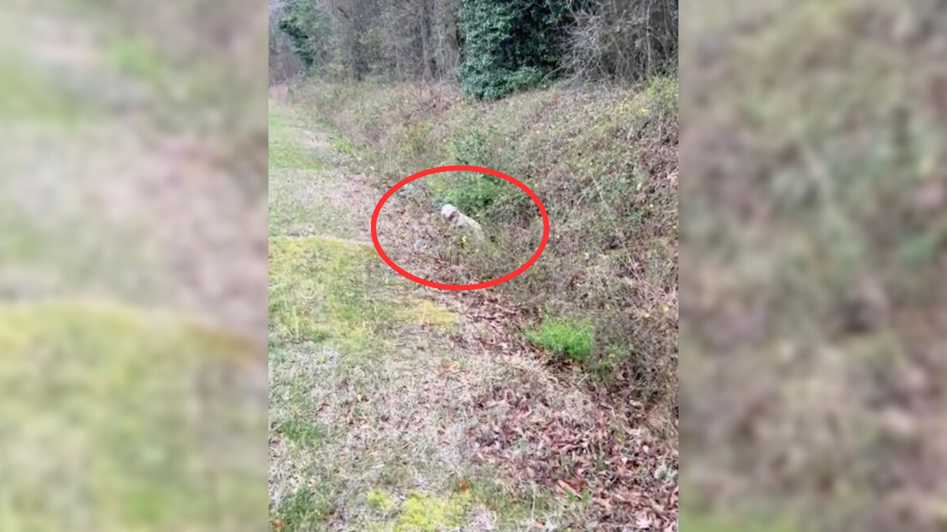 Driver Was Shocked To See A “White Trash Bag” In The Middle Of The Road So She Stopped