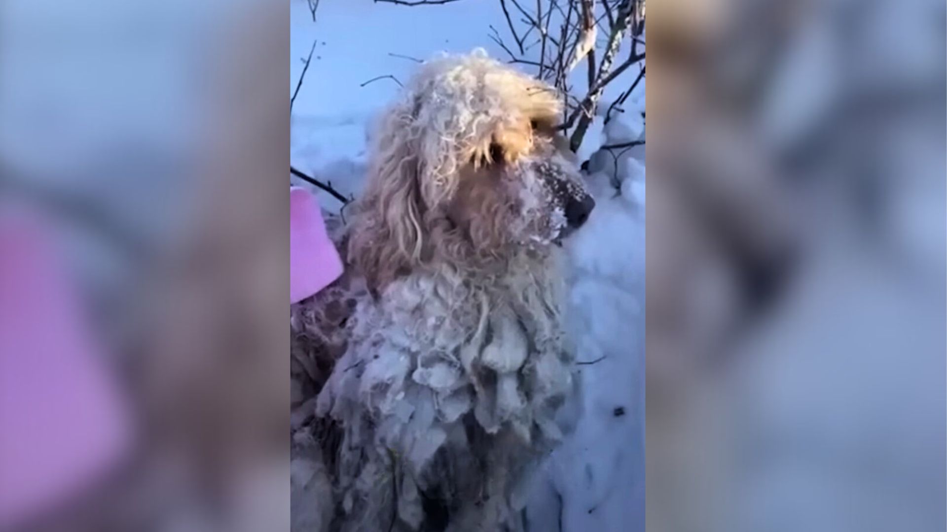 Driver Noticed Something Move In The Snow And Then Realized What It Was