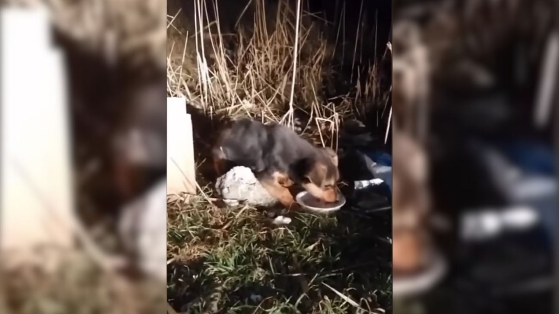 Rescuer Couldn’t Believe Their Eyes When They Witnessed An Owner Abandon Their Pup Next To A Busy Highway