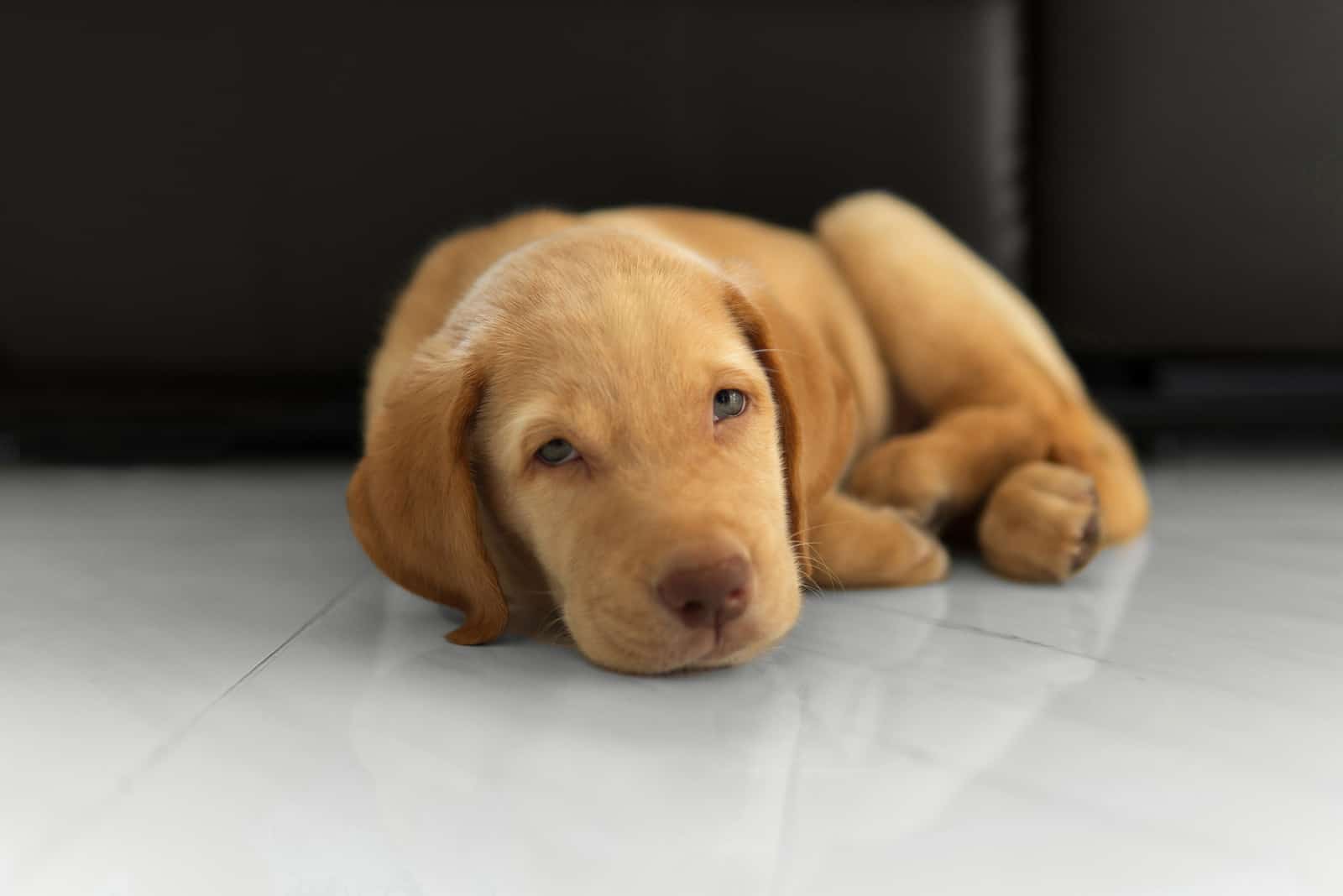 Dudley Labrador retriever puppy