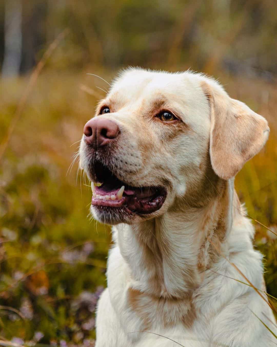 dudley labrador