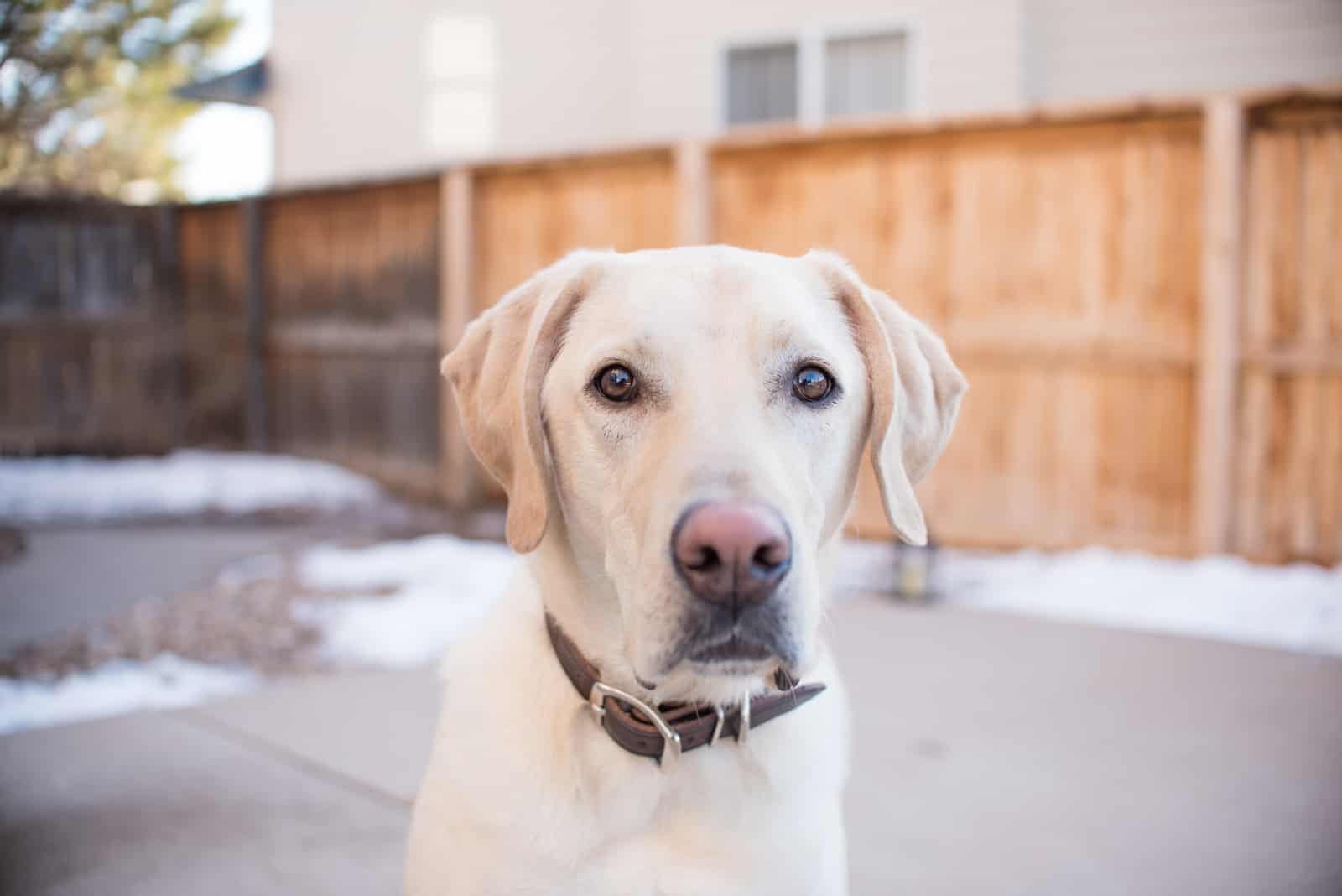 Dudley Labrador: Everything You Need To Know About This Dog