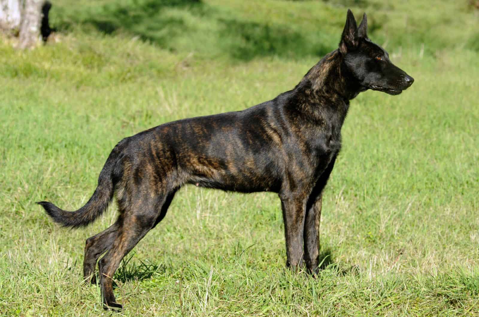 dutch shepherd in nature