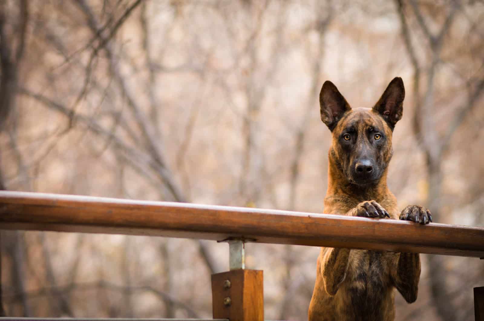 dutch shepherd