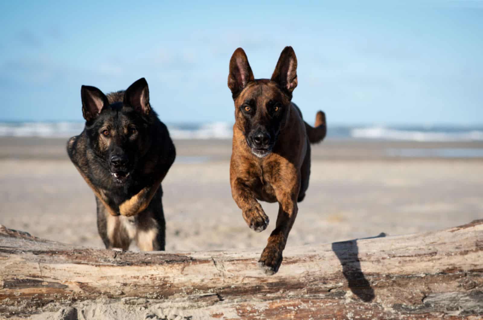 dutch shepherd and german shepherd jumping over bole