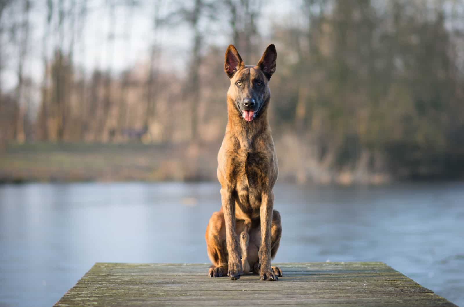 dutch shepherd in front of a lake