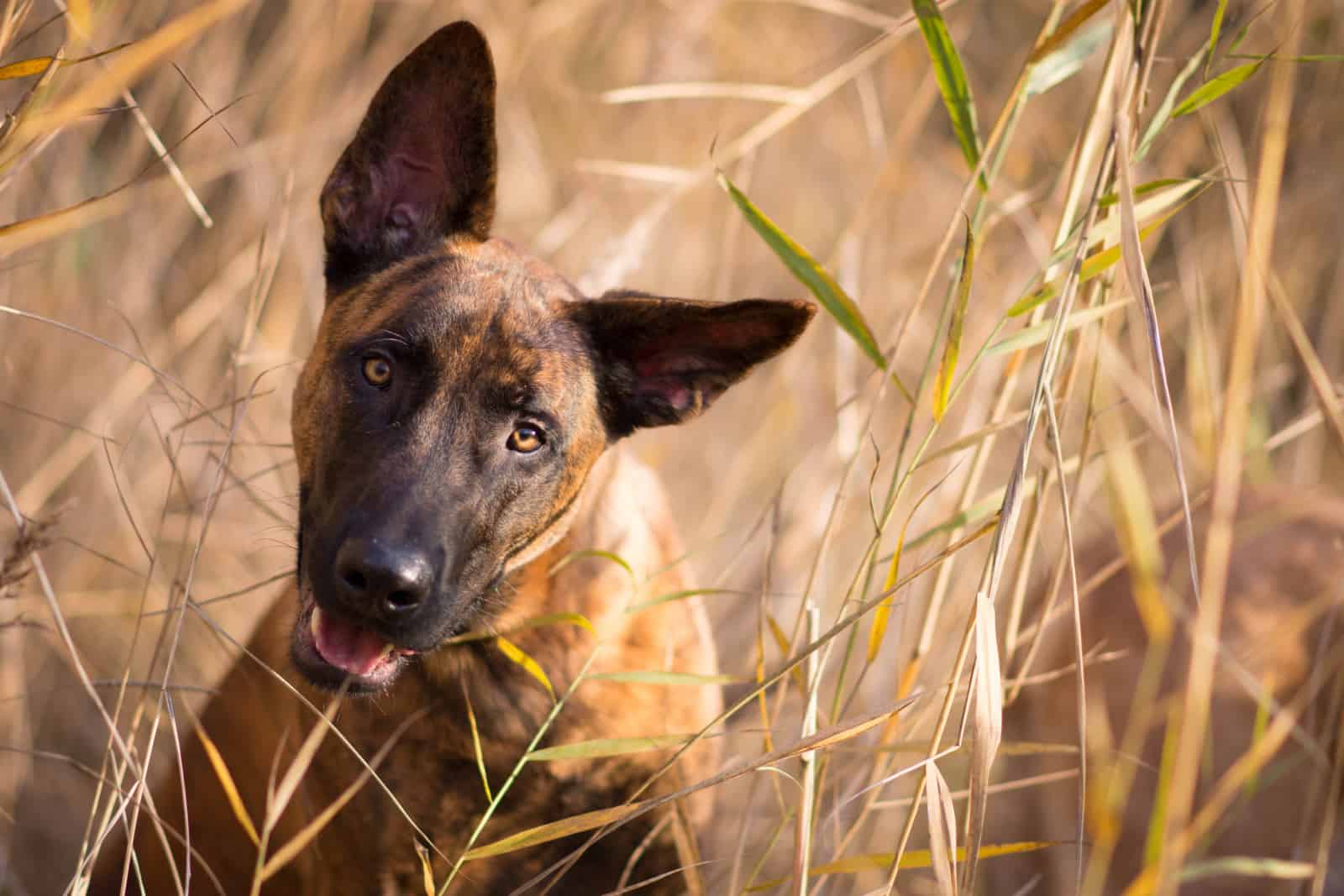 dutch shepherd in the field