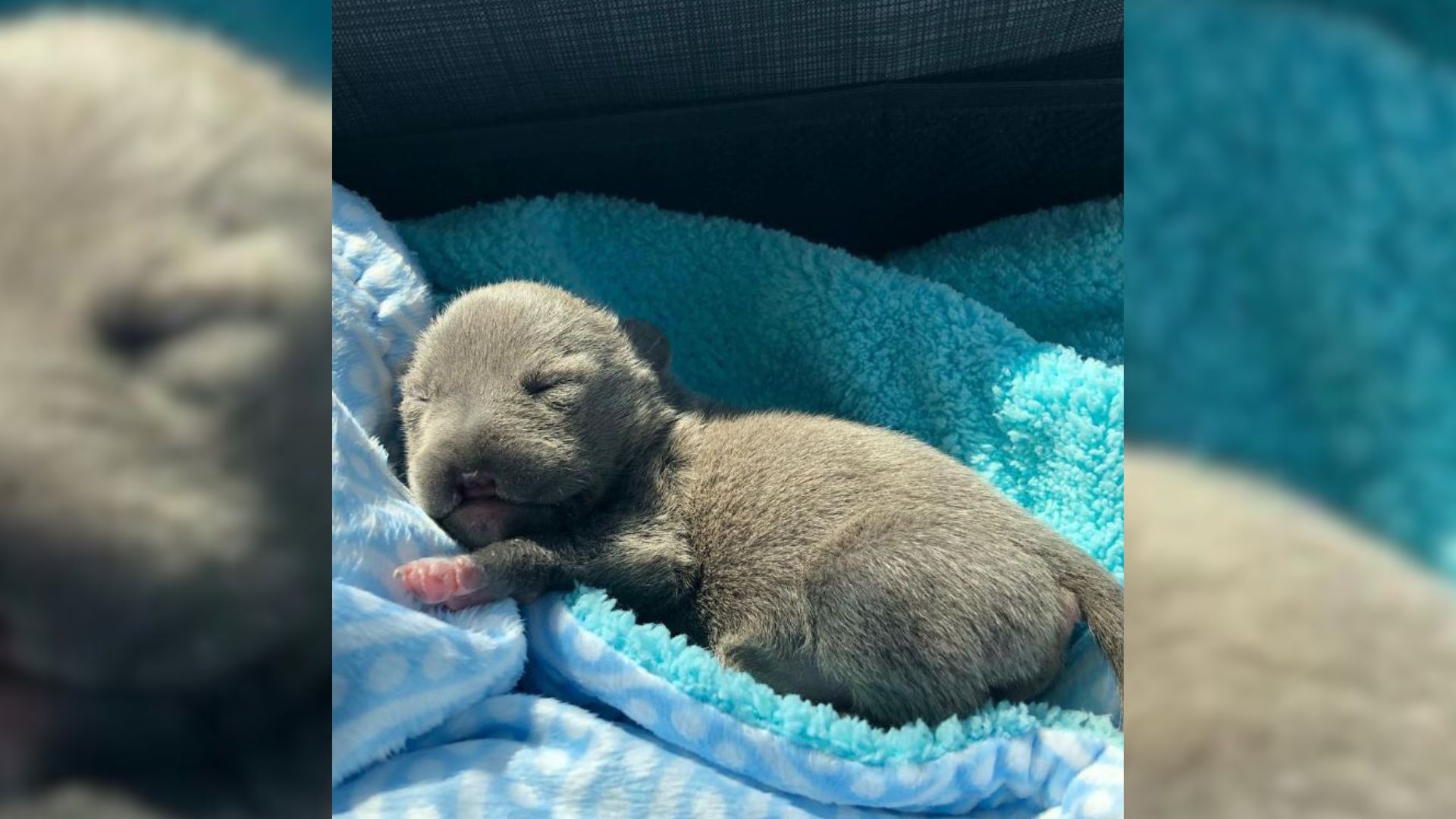 Virginia Rescuers Were Shocked To Find A Pittie Born Without A Nose So They Decided To Help Him