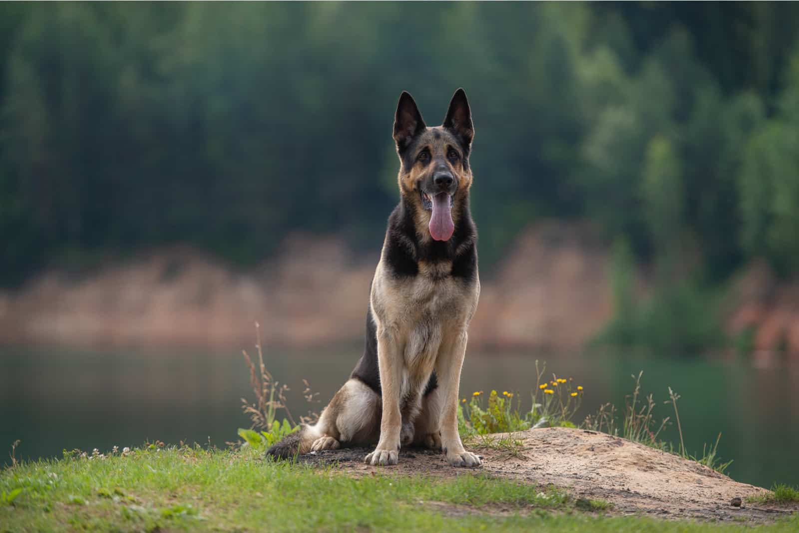 East European Shepherd Dog: Breed Information And Advice