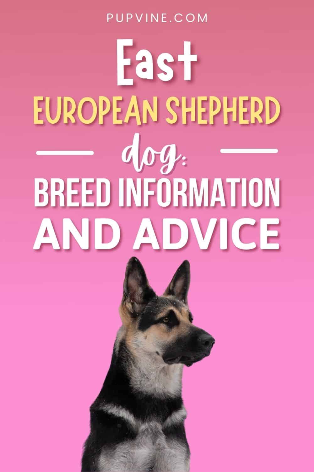 East European Shepherd Dog: Breed Information And Advice