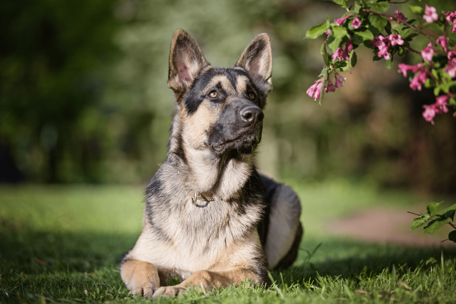 East European Shepherd lies in a field