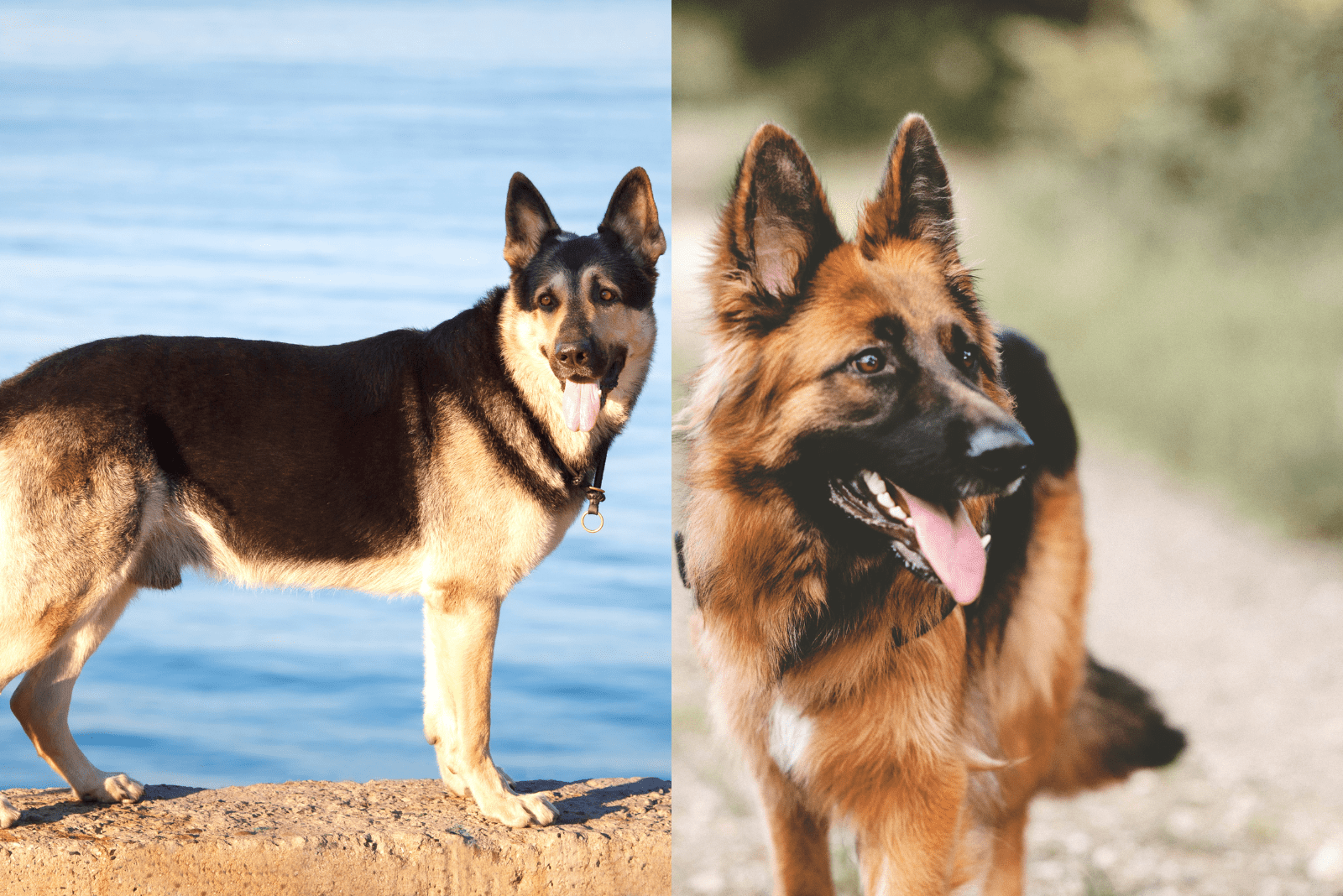 East European Shepherd Vs German Shepherd: Who Wins?