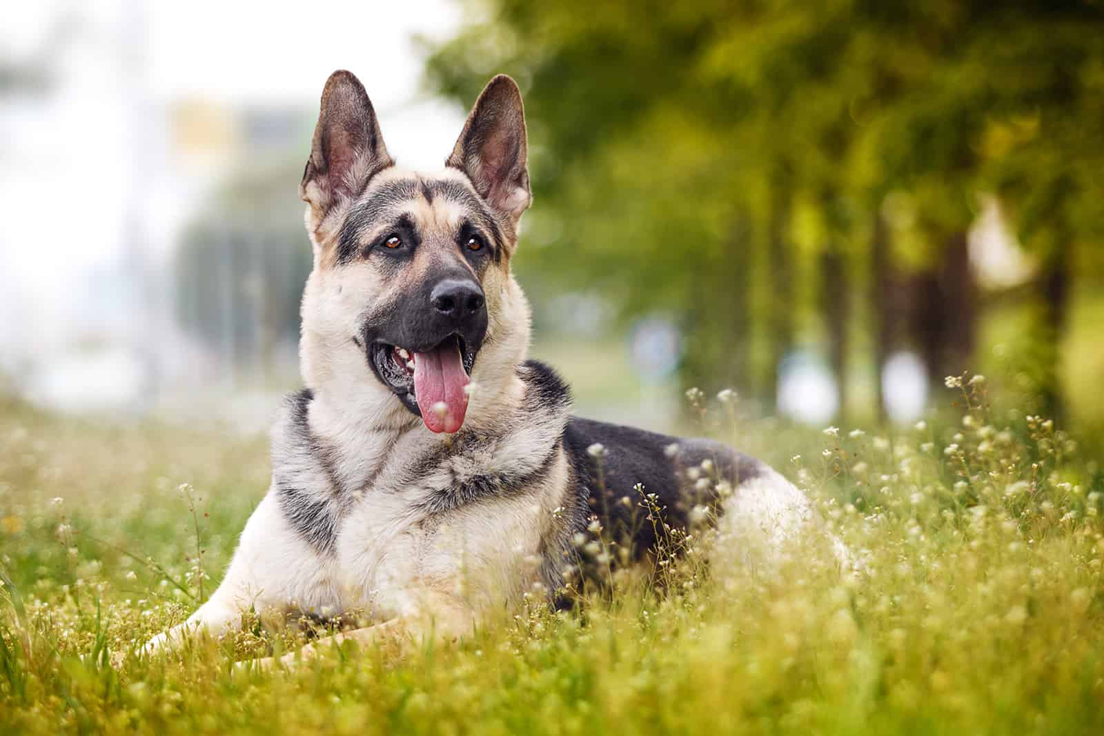 east european shepherd lying in the grass