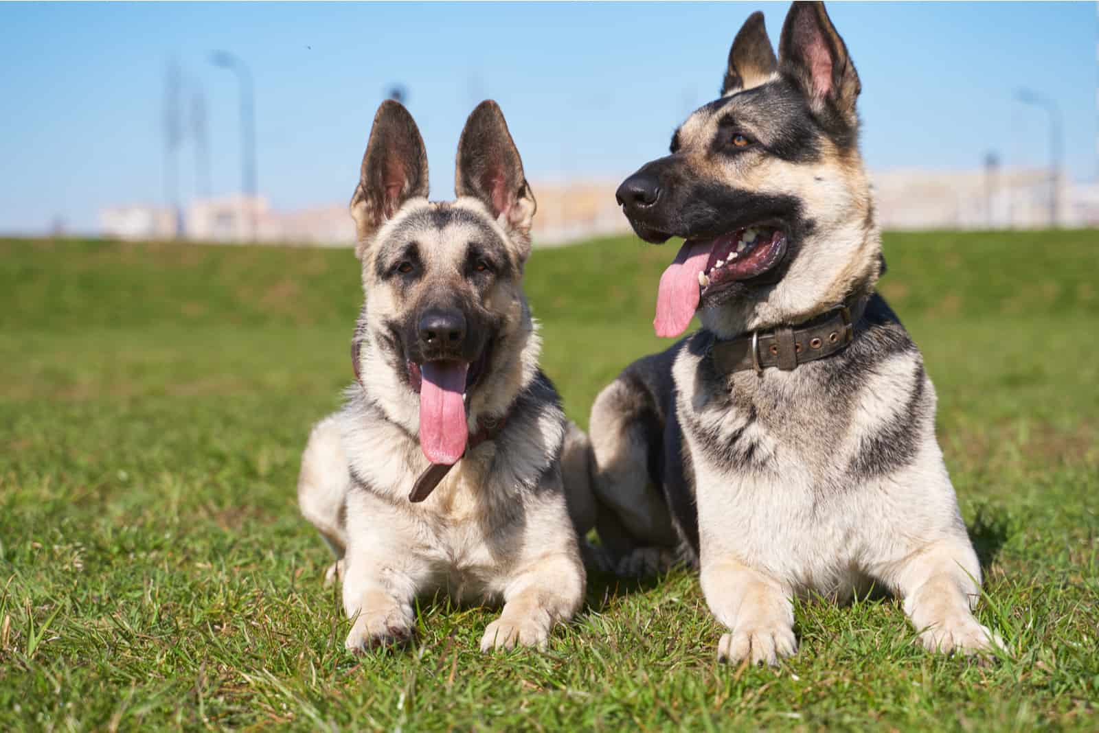 Eastern European Shepherd dogs lying on grass on Sunny day