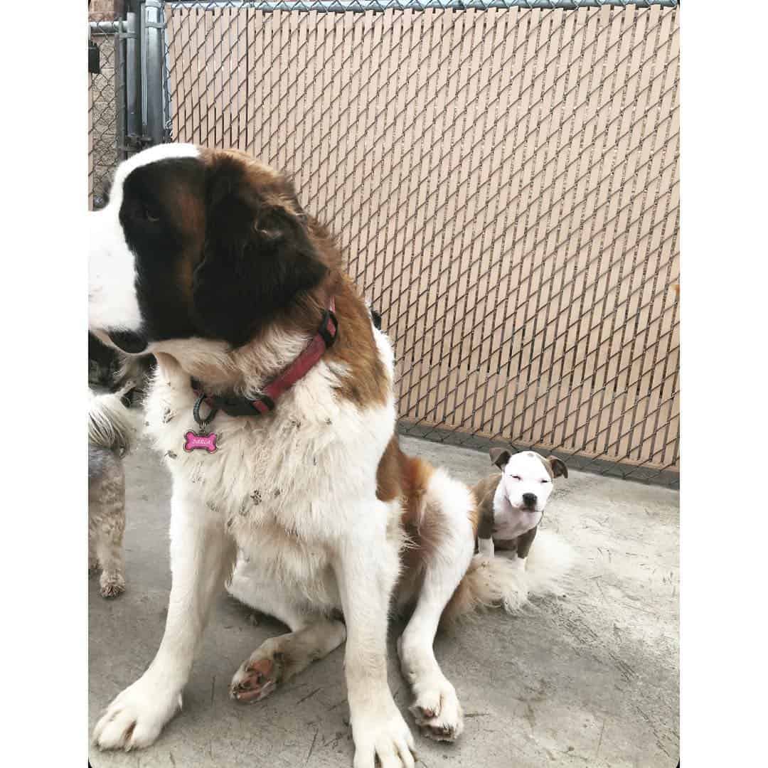 edna sitting on saint bernard's tail