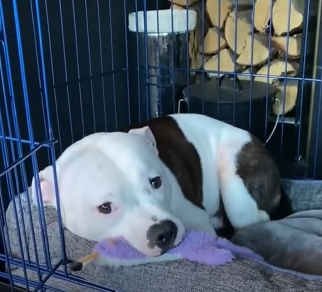 Einstein sleeps in the crate