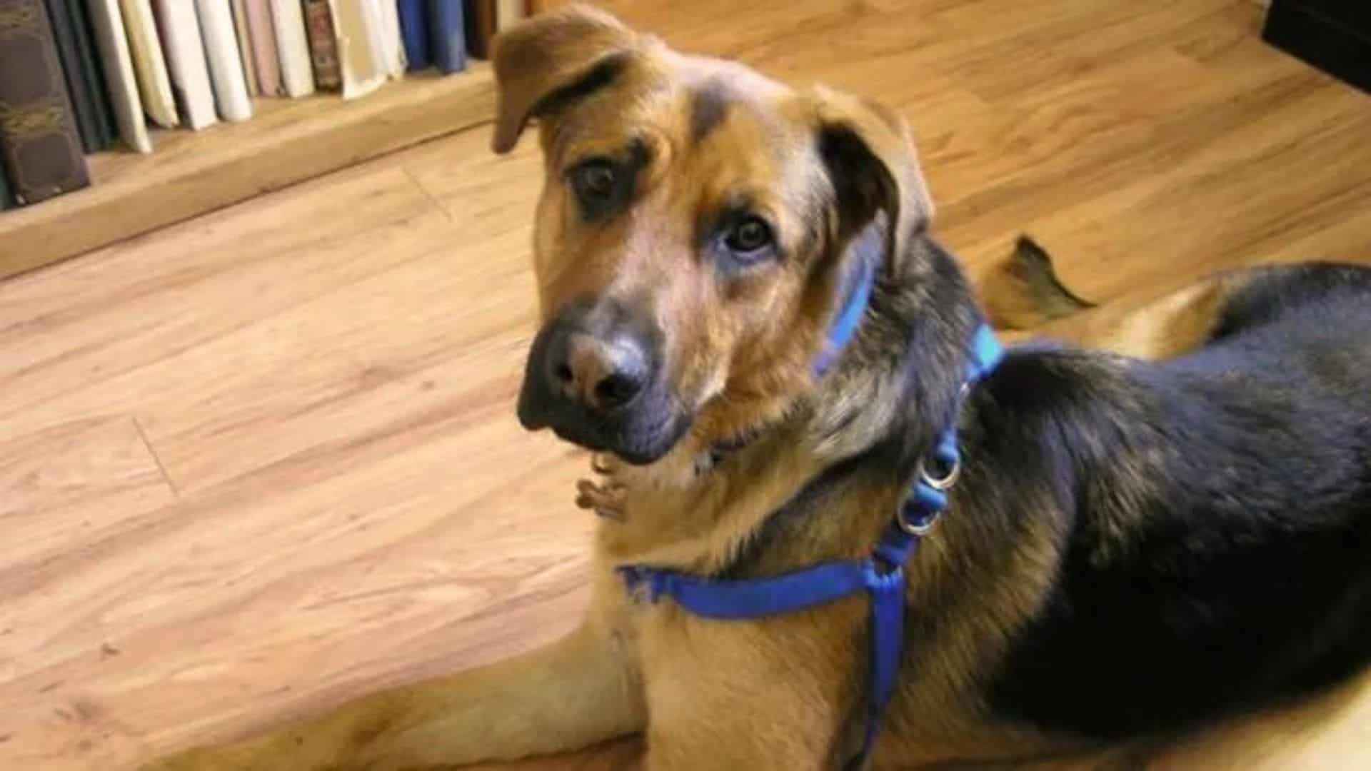 Dog That Was Stolen From A Senior Citizen Happily Returns Home