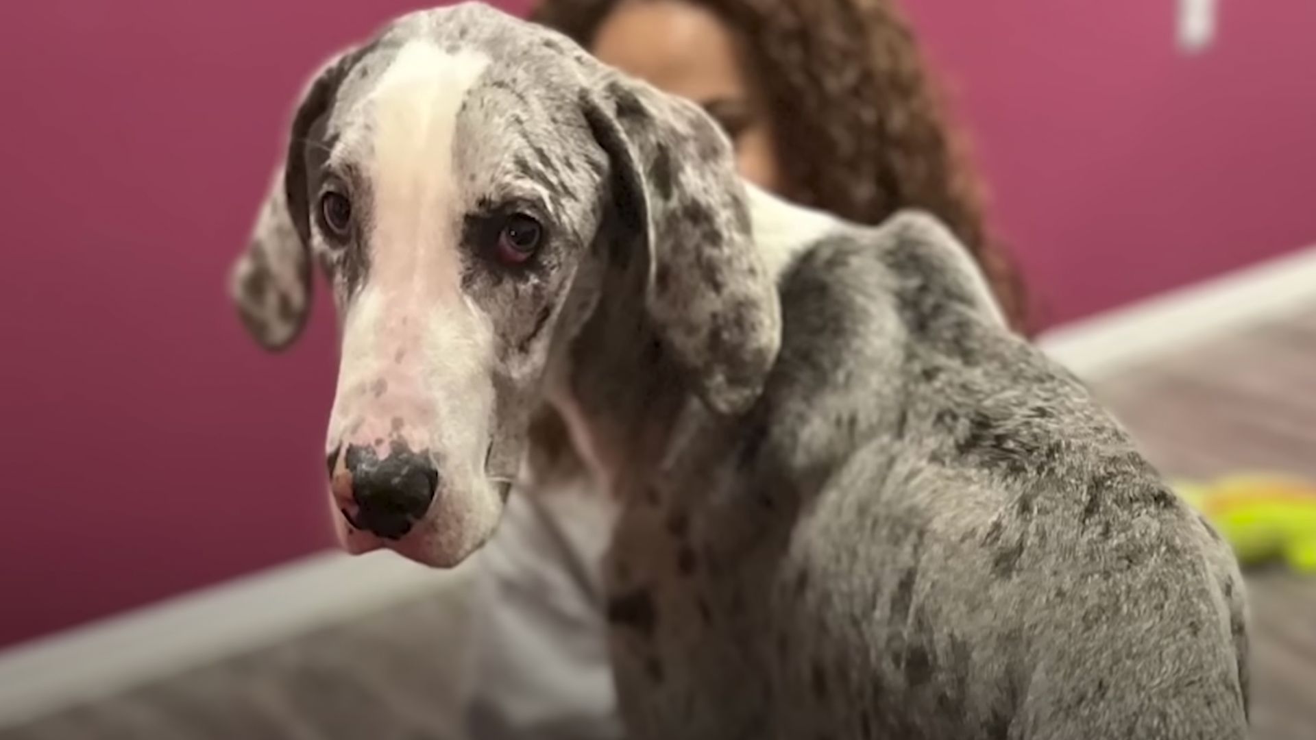 Emaciated Great Dane Grows Up Into A Big Boy And Goofiest Personality