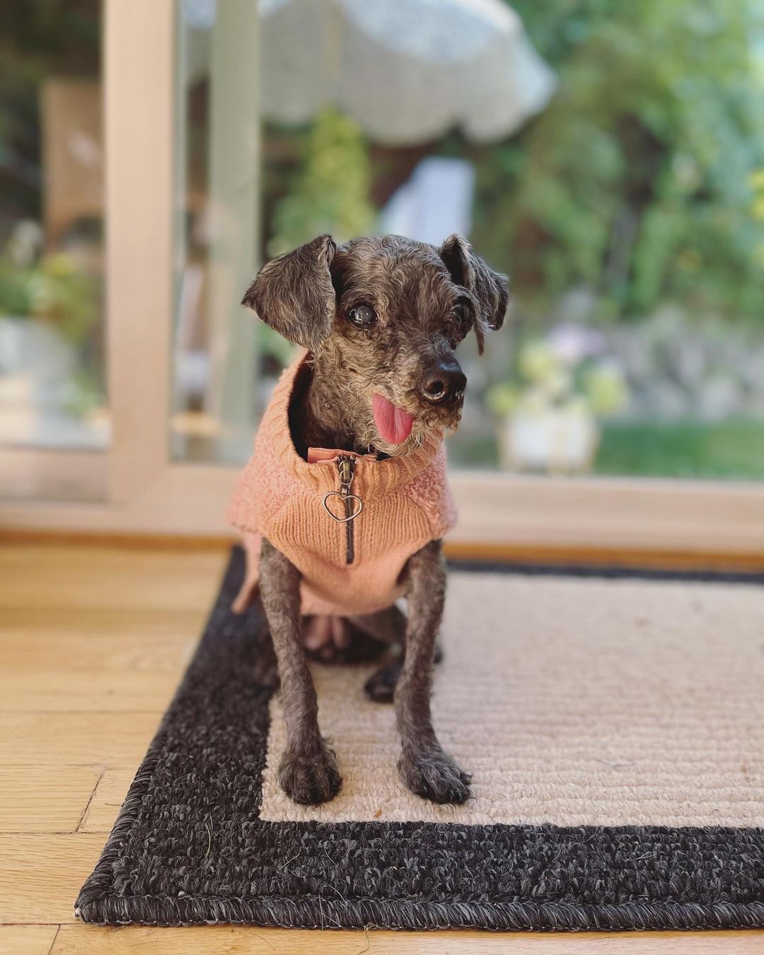 emma the poodle wearing a vest and sitting