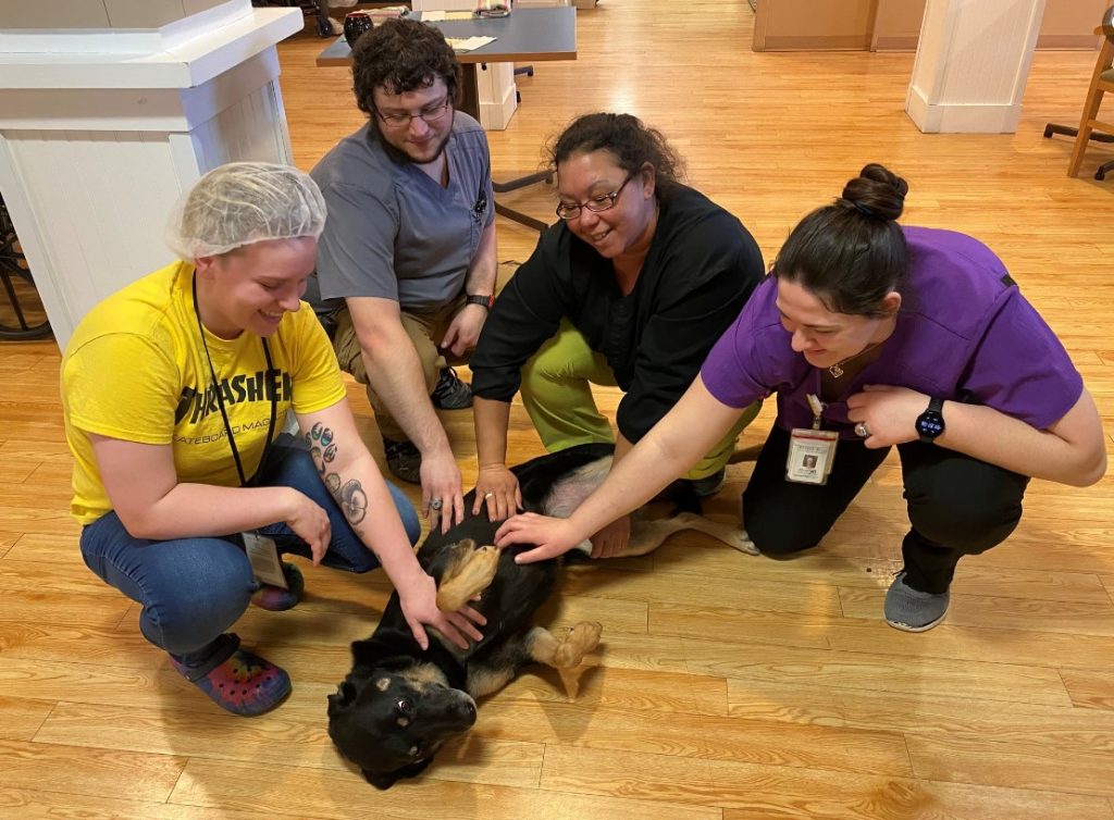 employees caress the dog lying on the laminate