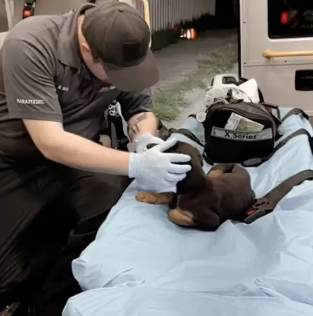 EMT helping the dog