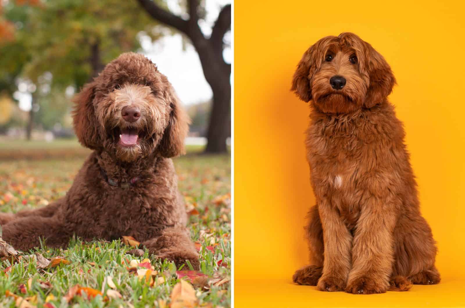 Ending The Cobberdog VS Labradoodle Confusion