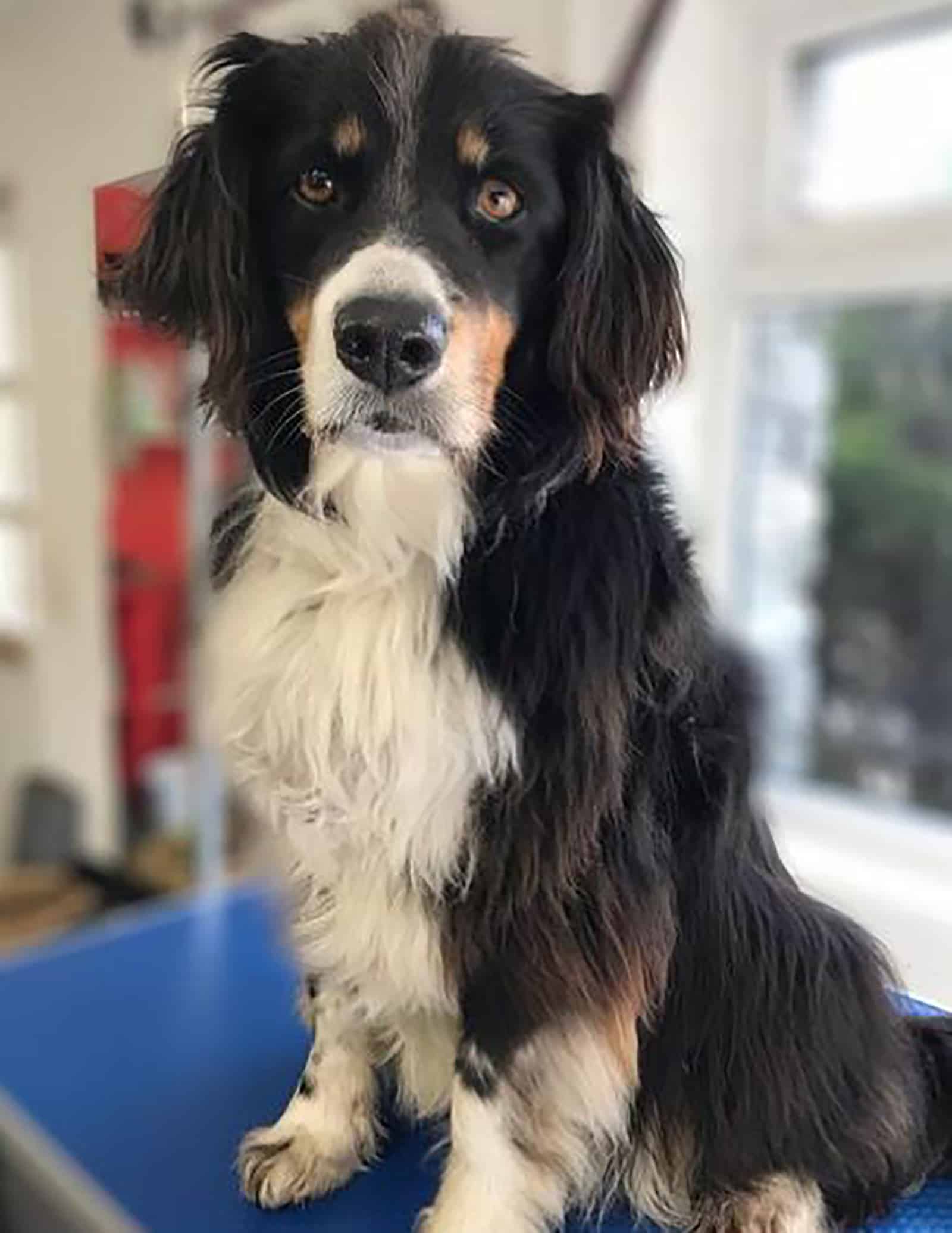 english borsetter collie