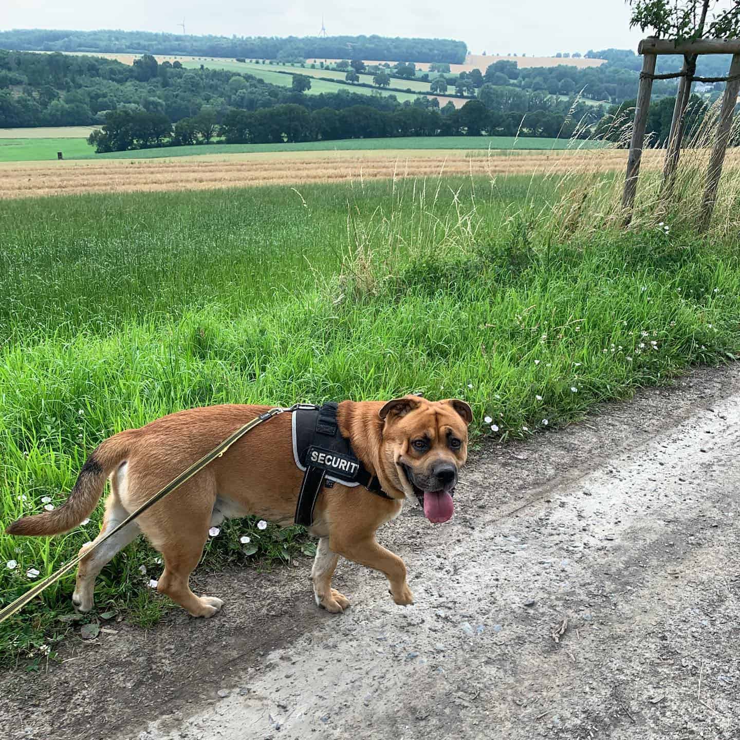 english bulldog boxer mix