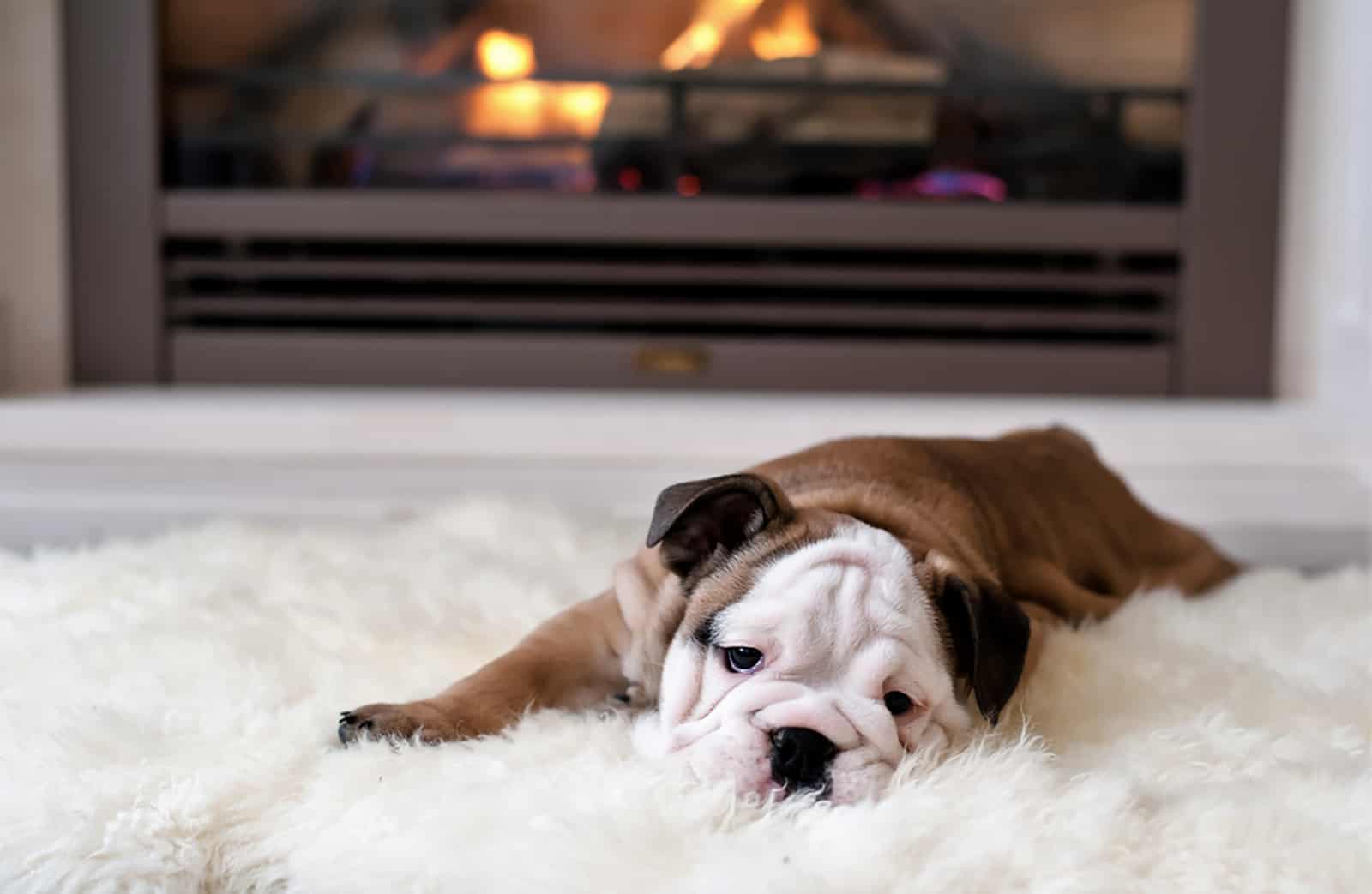 english bulldog puppy lying on the carpet