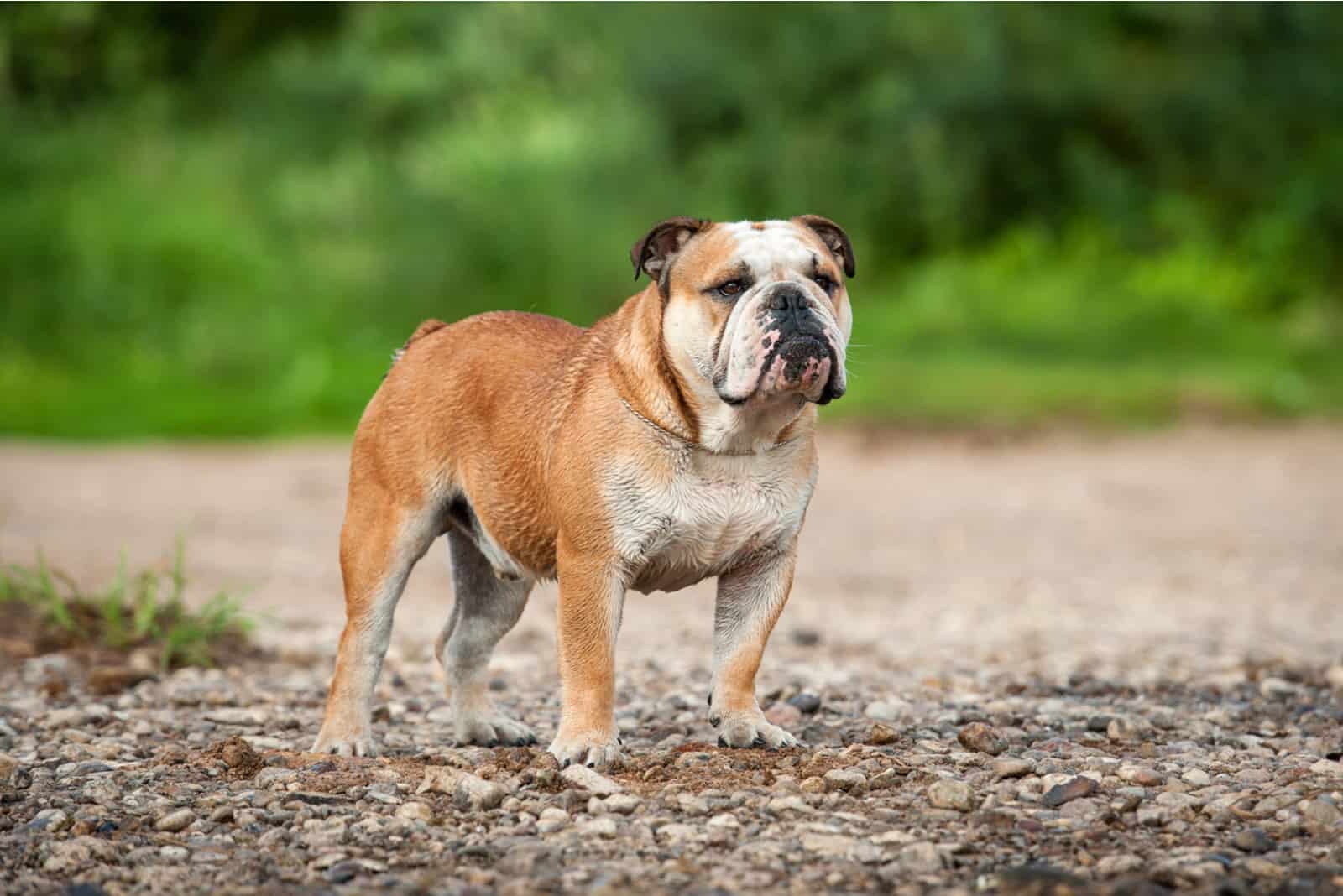 english bulldog