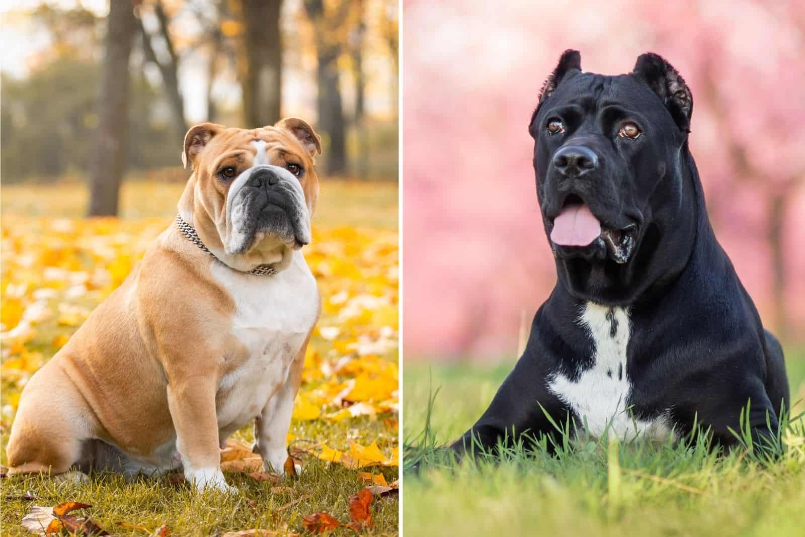 english bulldog and cane corso