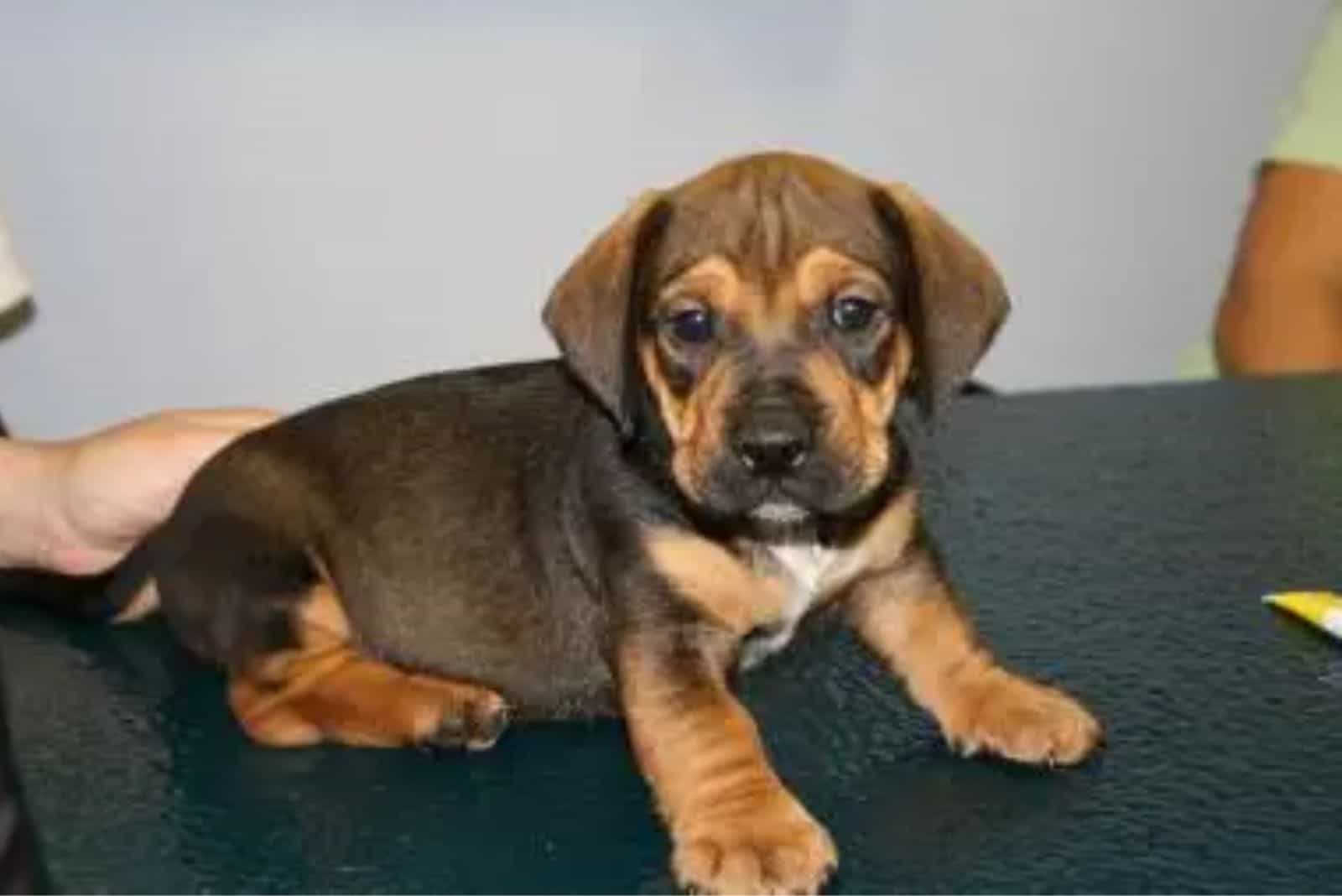 english bulldog and dachshund