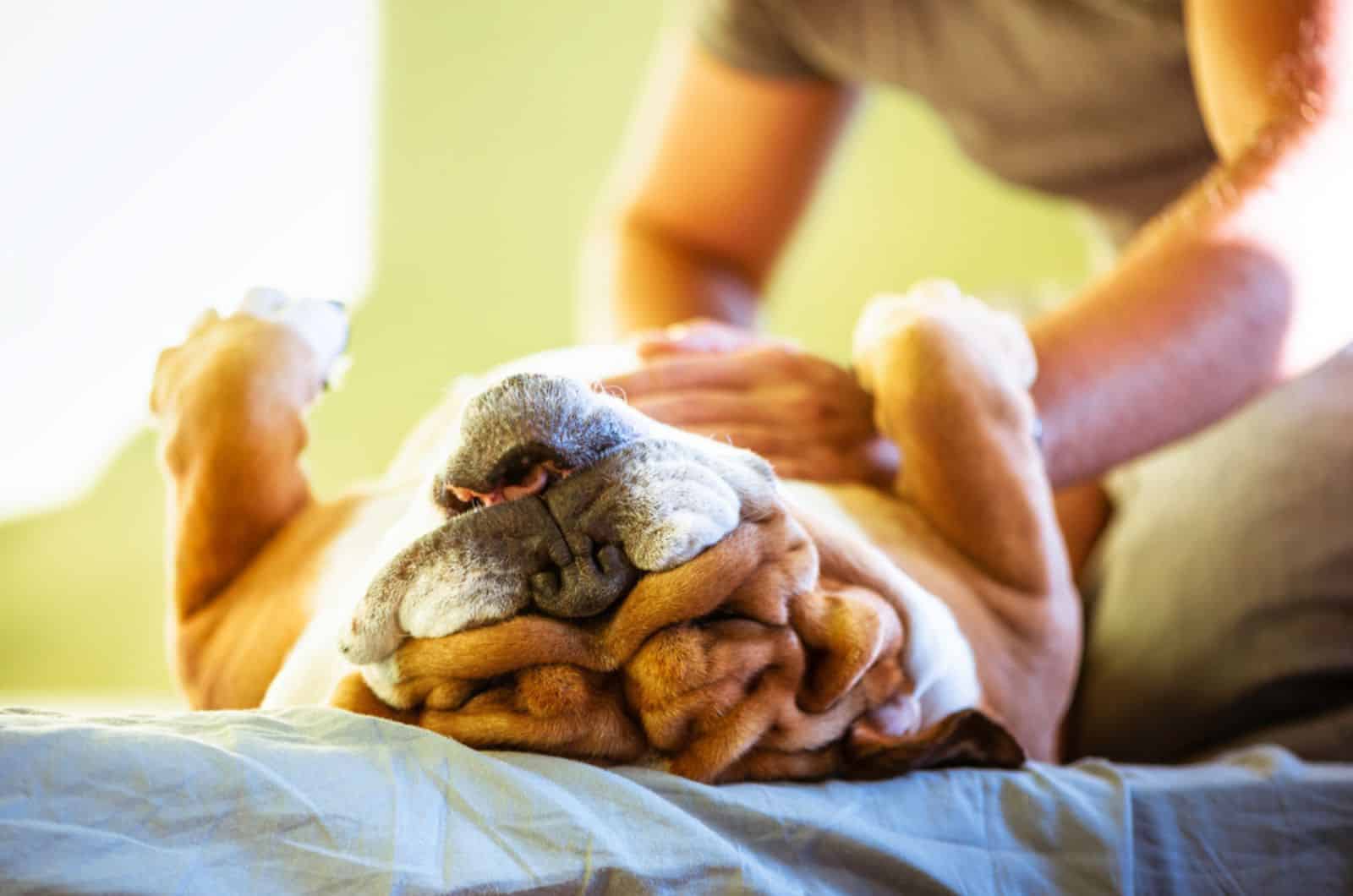 english bulldog is lying on his back while owner rubs his belly