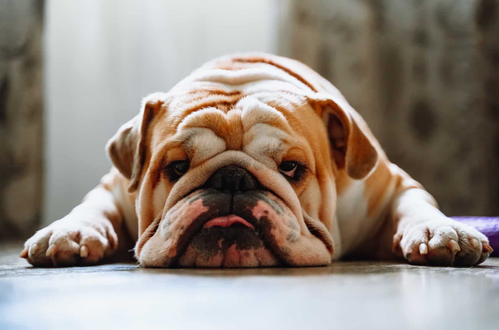 english bulldog lying down