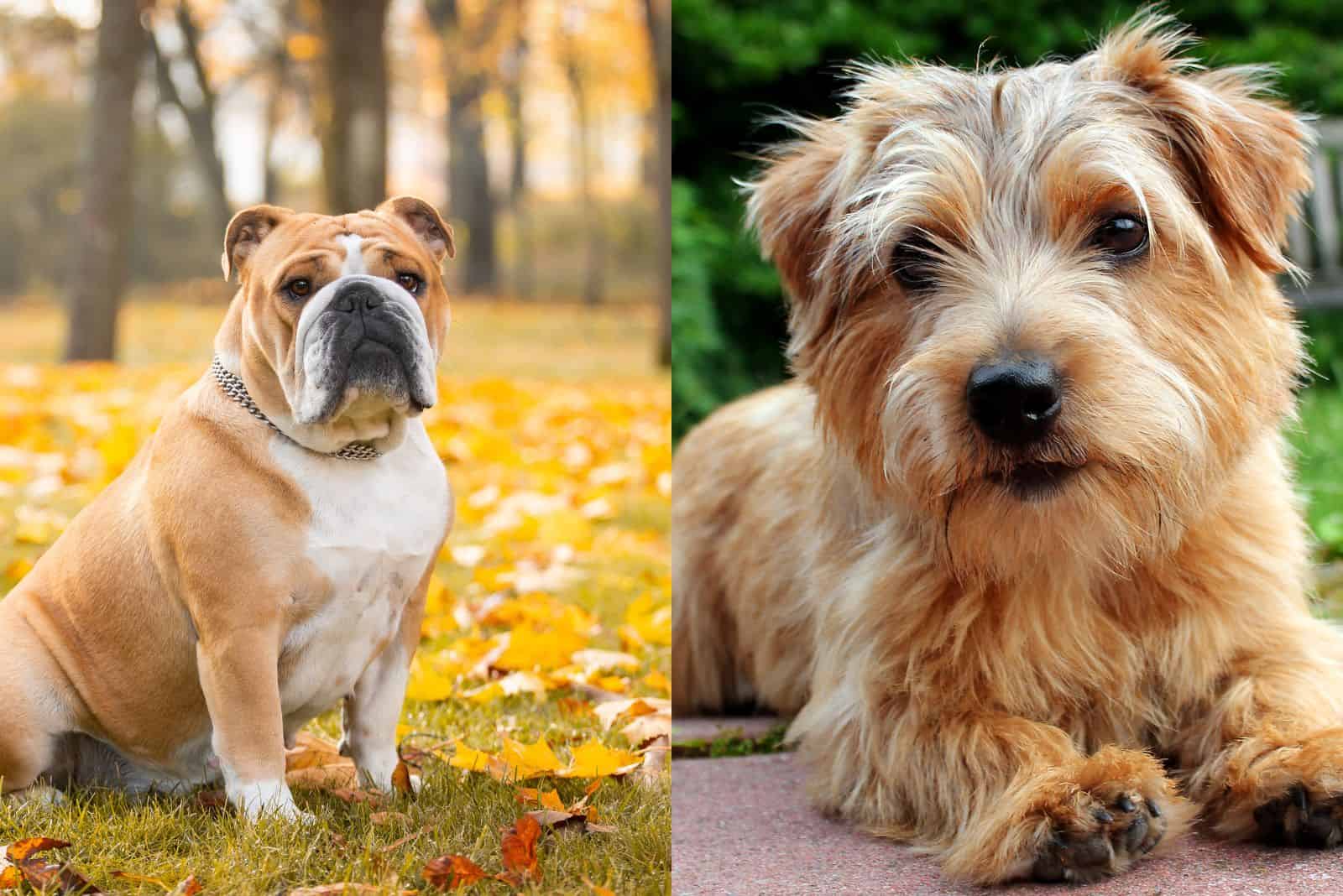 English Bulldog Norfolk Terrier Mix