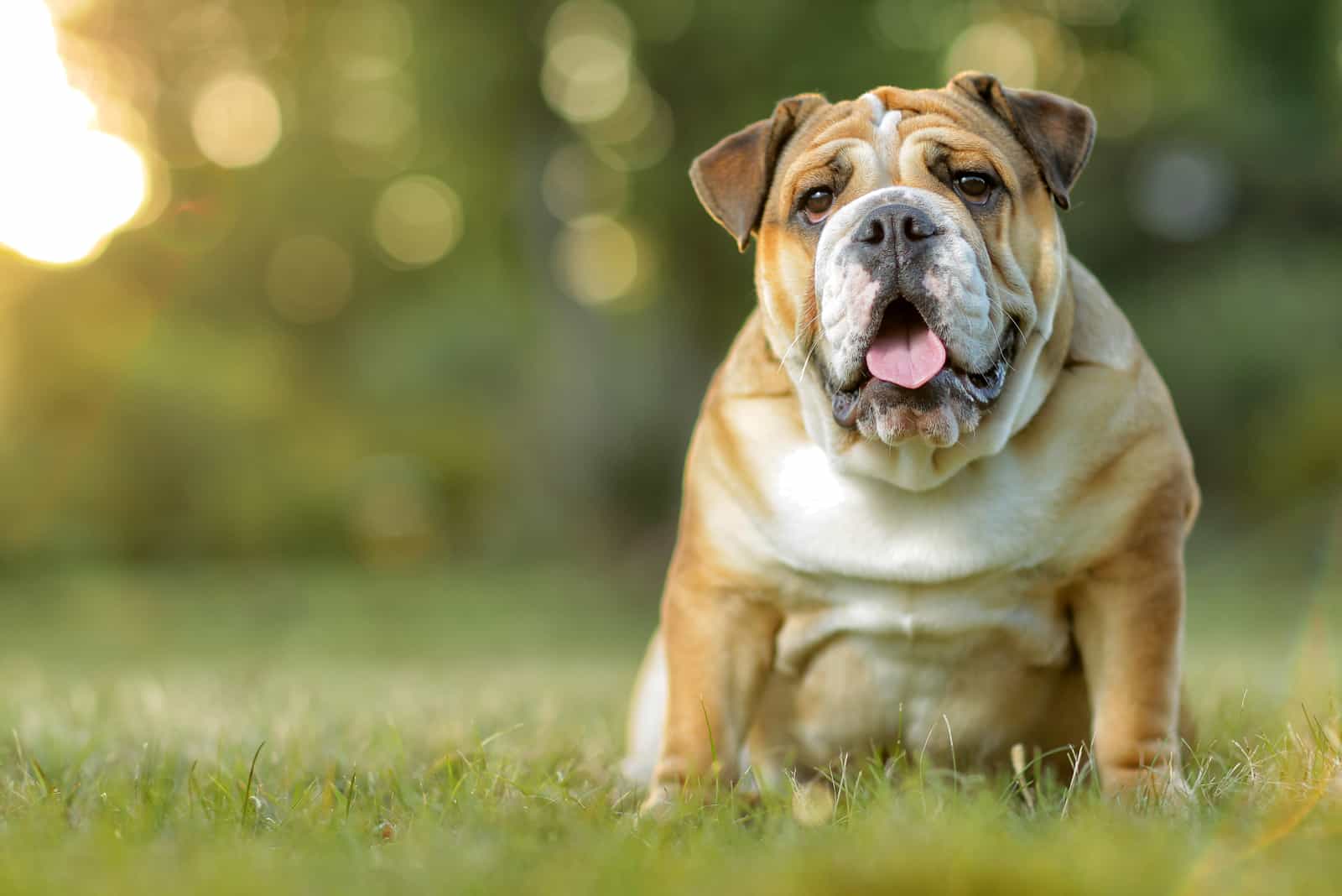 English Bulldog Price – The Cost of Little Bullies