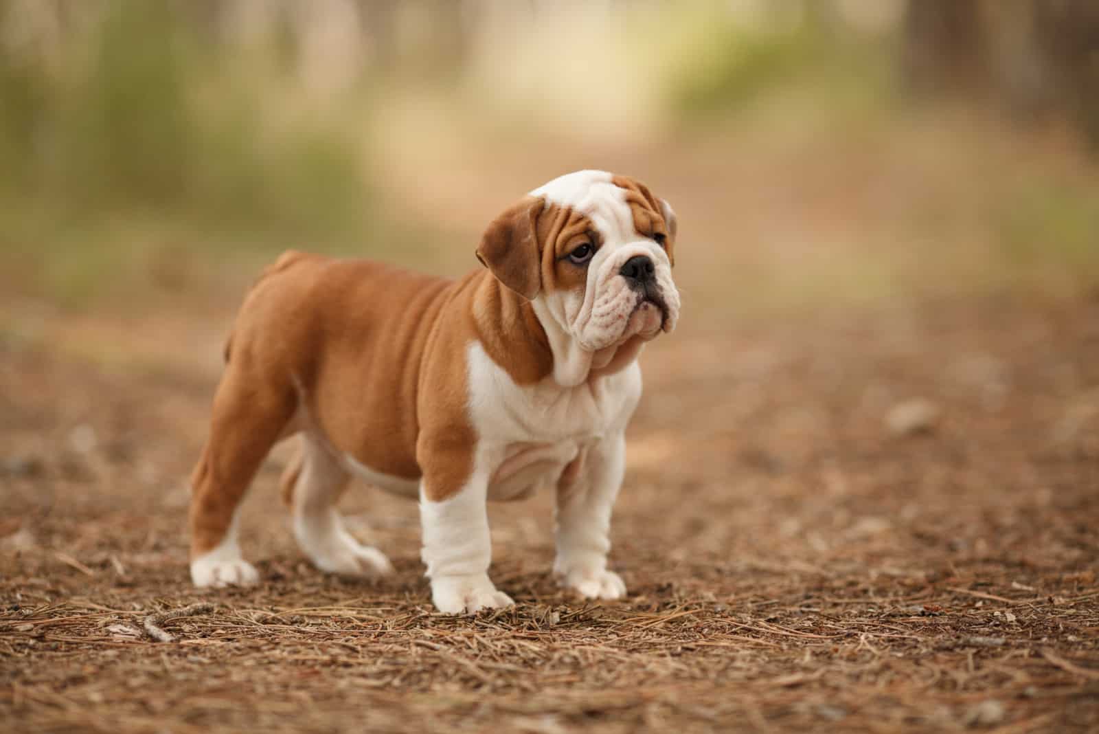 English bulldog puppy of red and white color