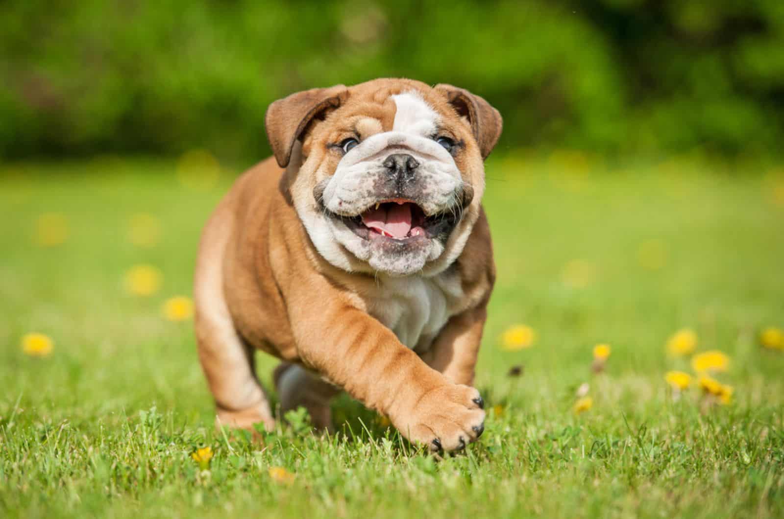 english bulldog puppy running in the park