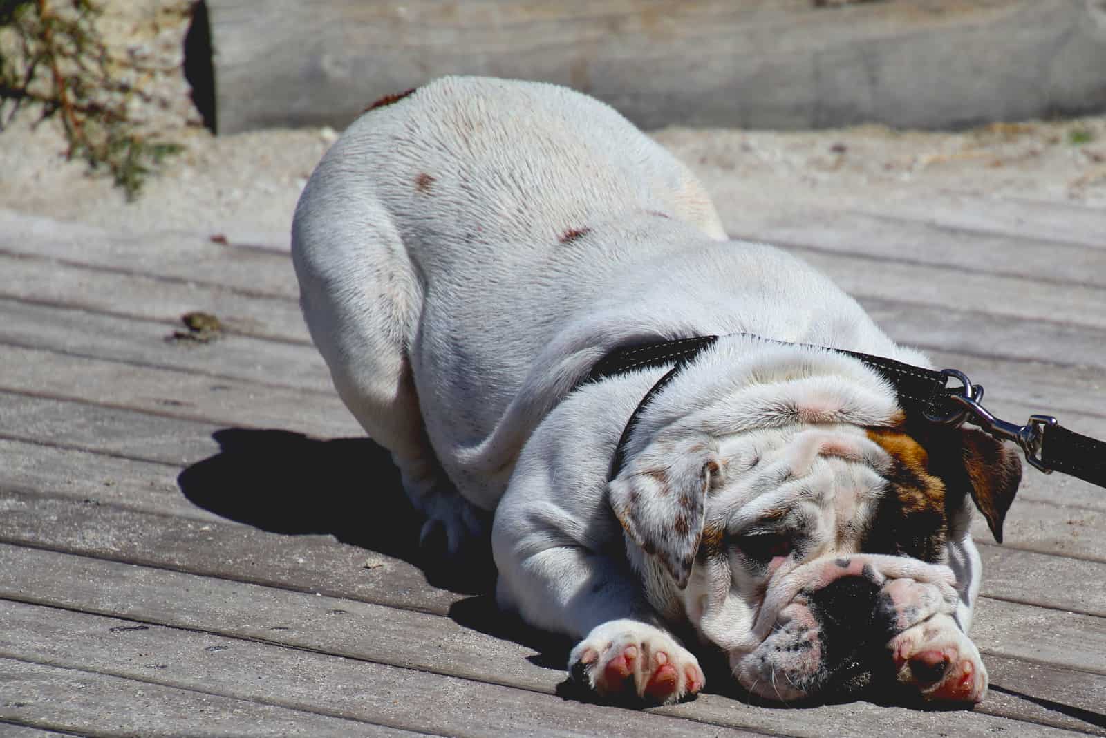 English Bulldog refusing to walk