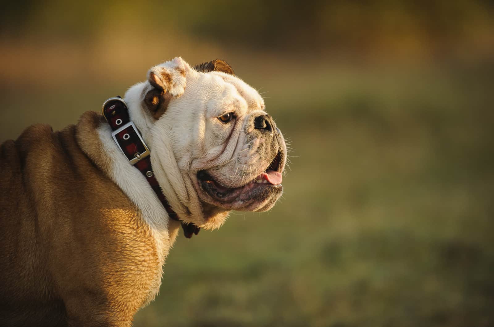 english bulldog side profile