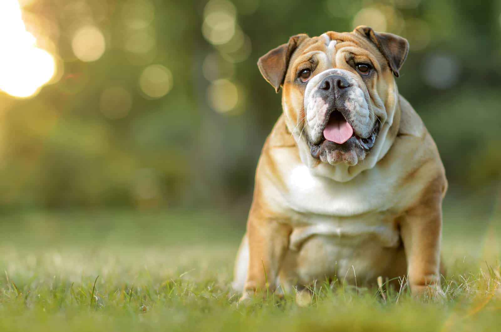 English Bulldog sitting on the grass