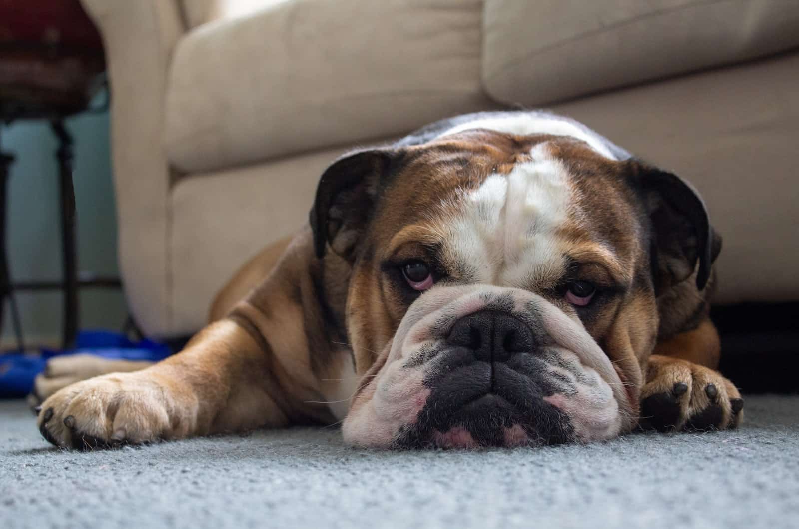 english bulldog sleeping on floor