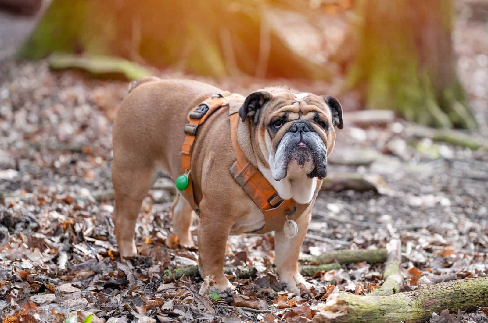 English Bulldog with Harness outside